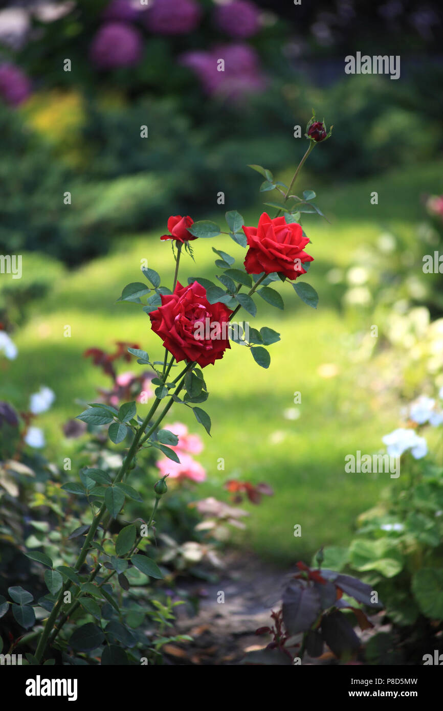 red rose with green leaves and thorns in proud solitude on a flower bed