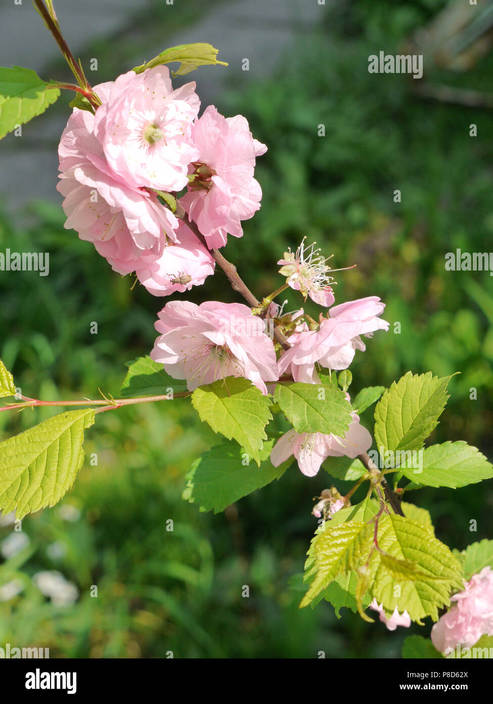 A branch with pink lush flowers and ornamental green leaves, shot close ...