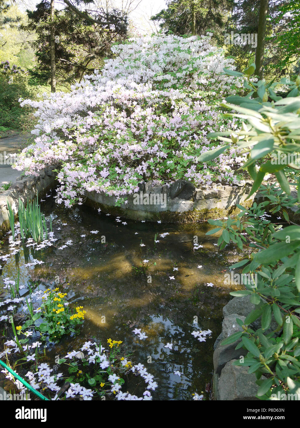 big bush with white flowers in the middle of the pond . For your design ...
