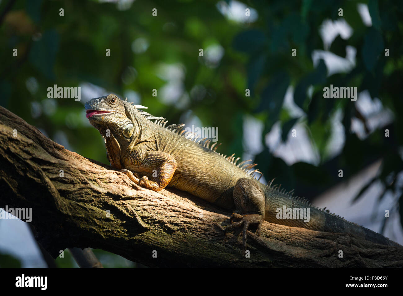 Green iguana Stock Photo