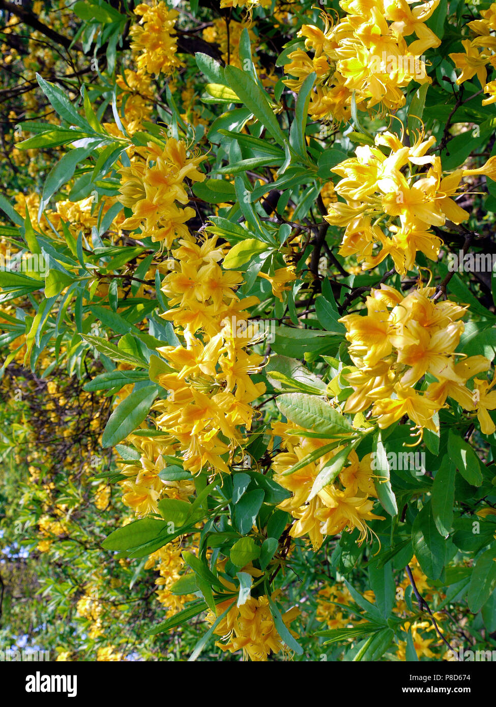A tree with beautiful brightly yellow lush flowers and green leaves ...