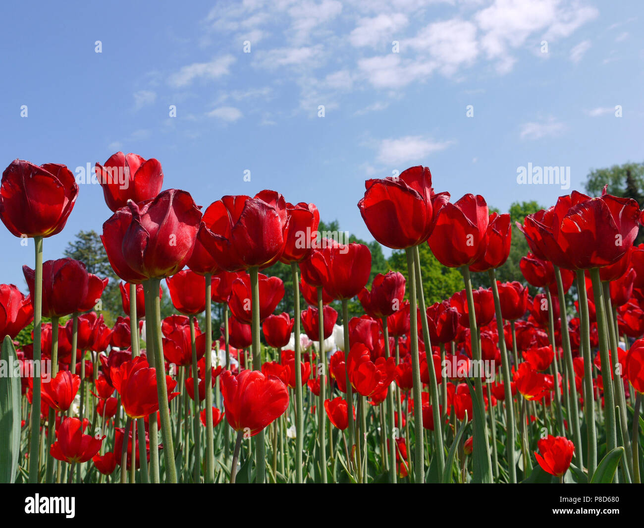 A huge field of blooming red tulips against a blue sky with white ...