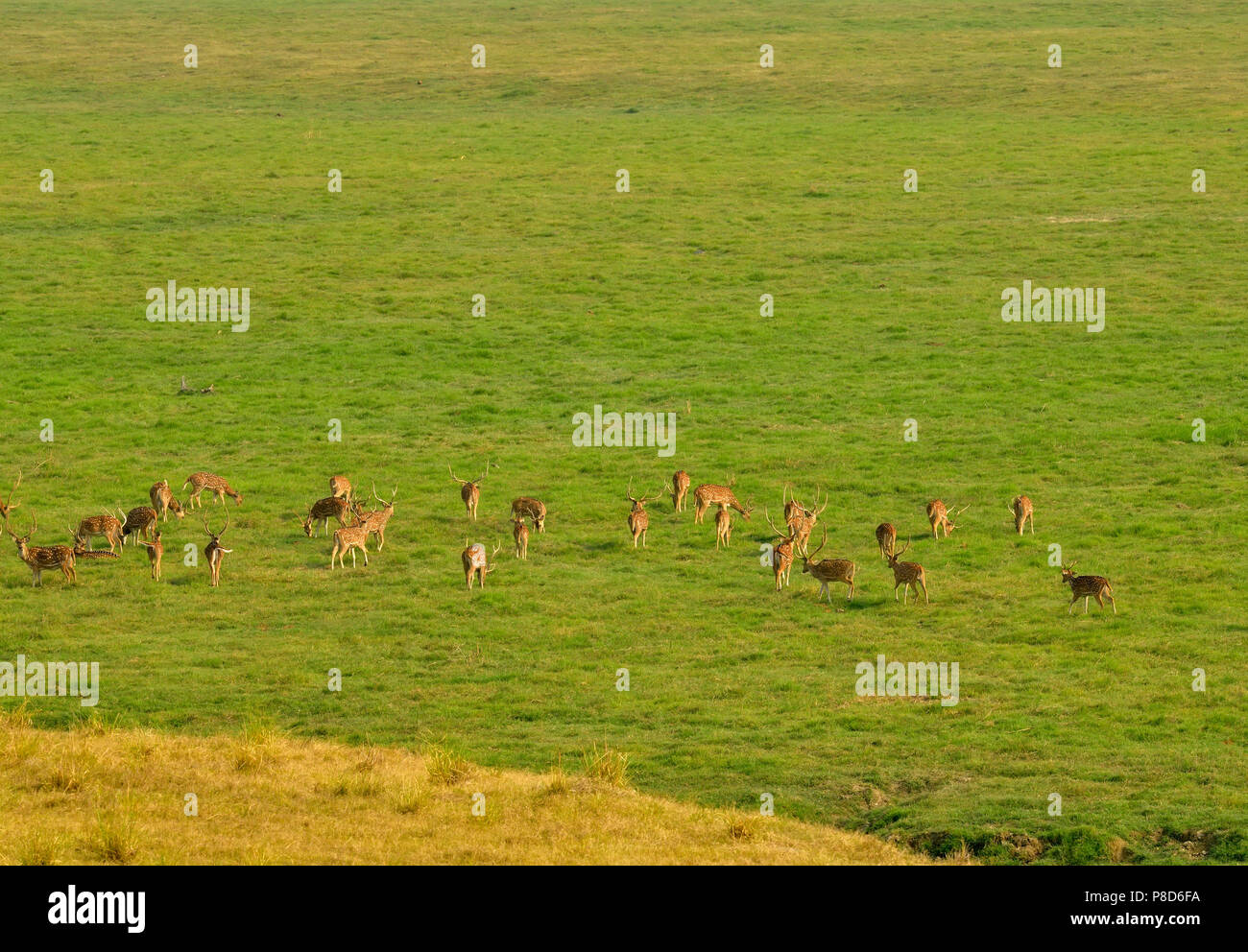 deers in the nature habitat during morning. Deer in the magical morning in corbett national park. beautiful mornig in incredible India. Stock Photo