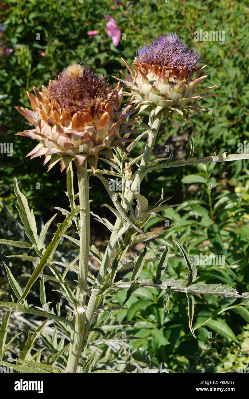 Two flowers of Artichoke protea. A beauty and a monster at the same time . For your design Stock Photo