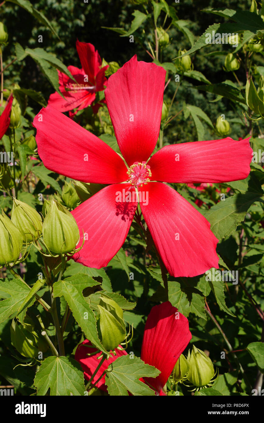 red flower in the form of a star and three unexplored buds . For your design Stock Photo