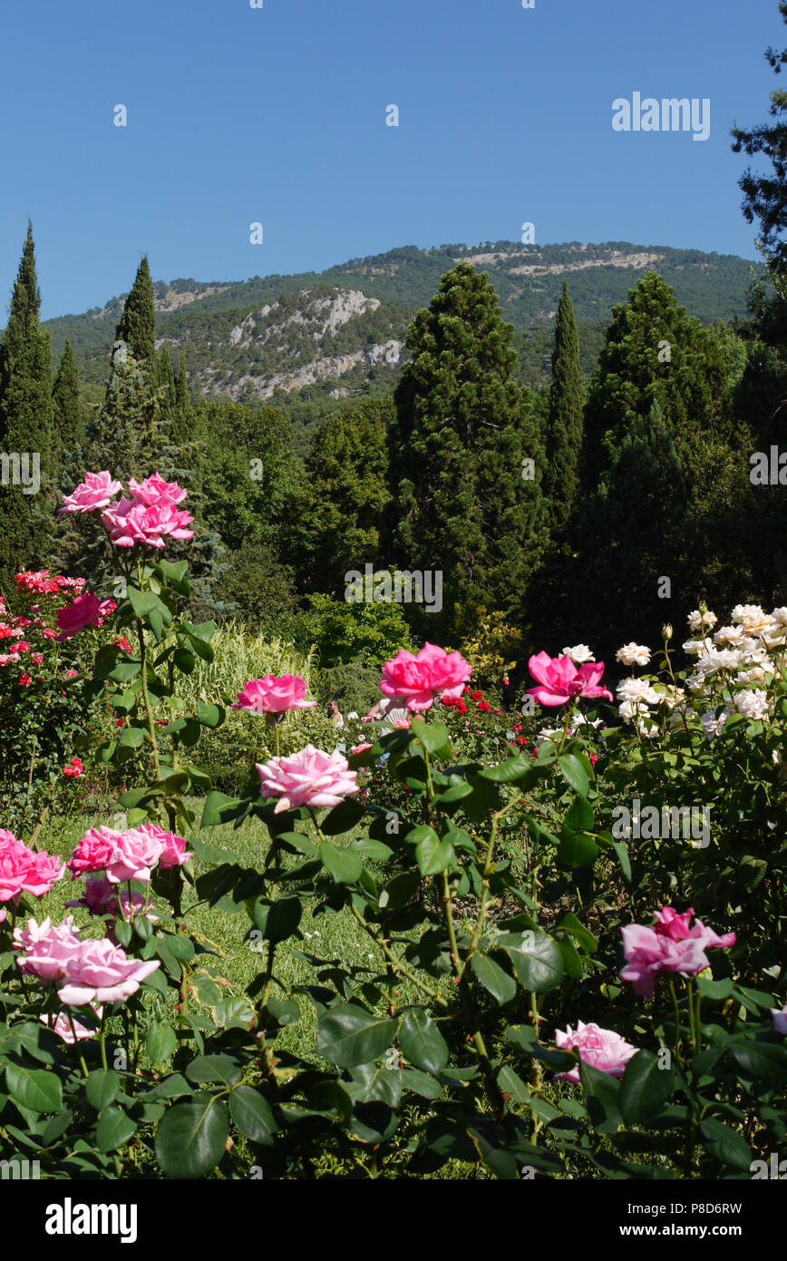 shrubs of rose pink on the background of thuja and the far southern mountains enlightened by the sun . For your design Stock Photo