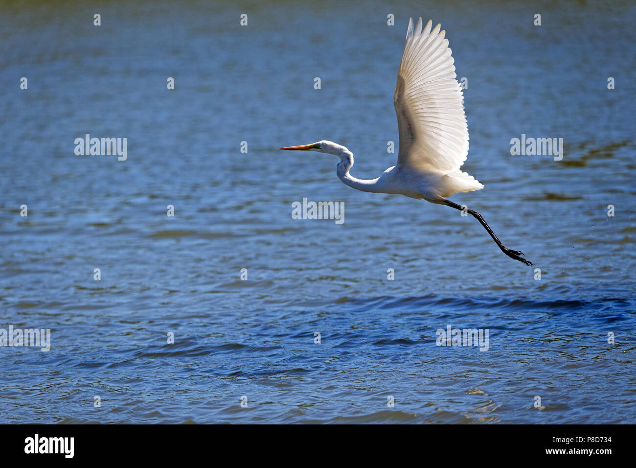Eastern Reef Egret ( Ardea sacra ) launching from water, Lake Ellendale