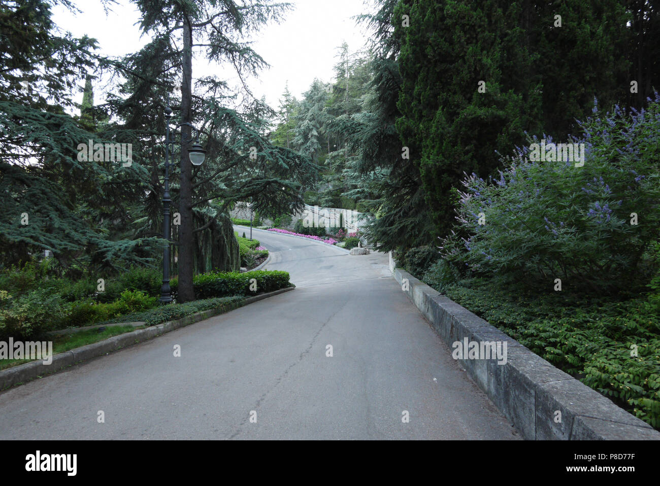Asphalt road with beautiful ornamental trees and bushes on the sides ...