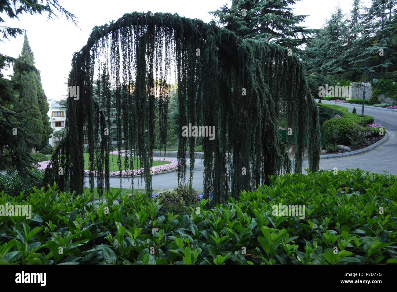 Drooping branches hires stock photography and images Alamy
