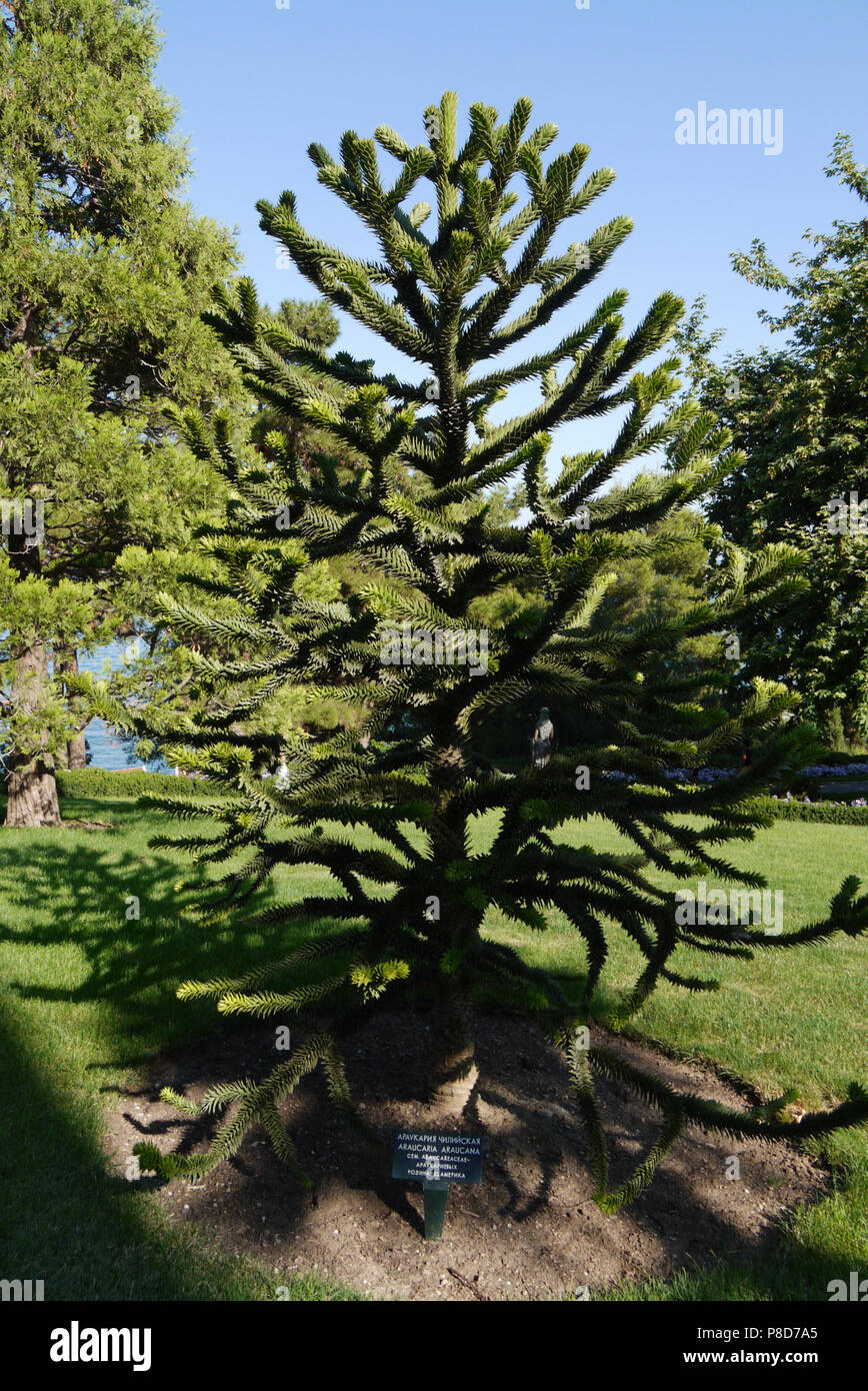 An interesting tree of Araucaria in a botanical garden with a sign for visitors . For your design Stock Photo