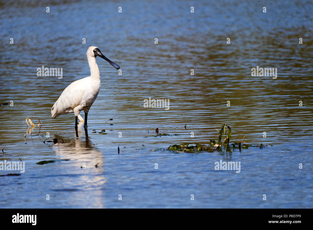 Royal Spoonbill or Black Billed Spoonbill (Platalea regia) standing in