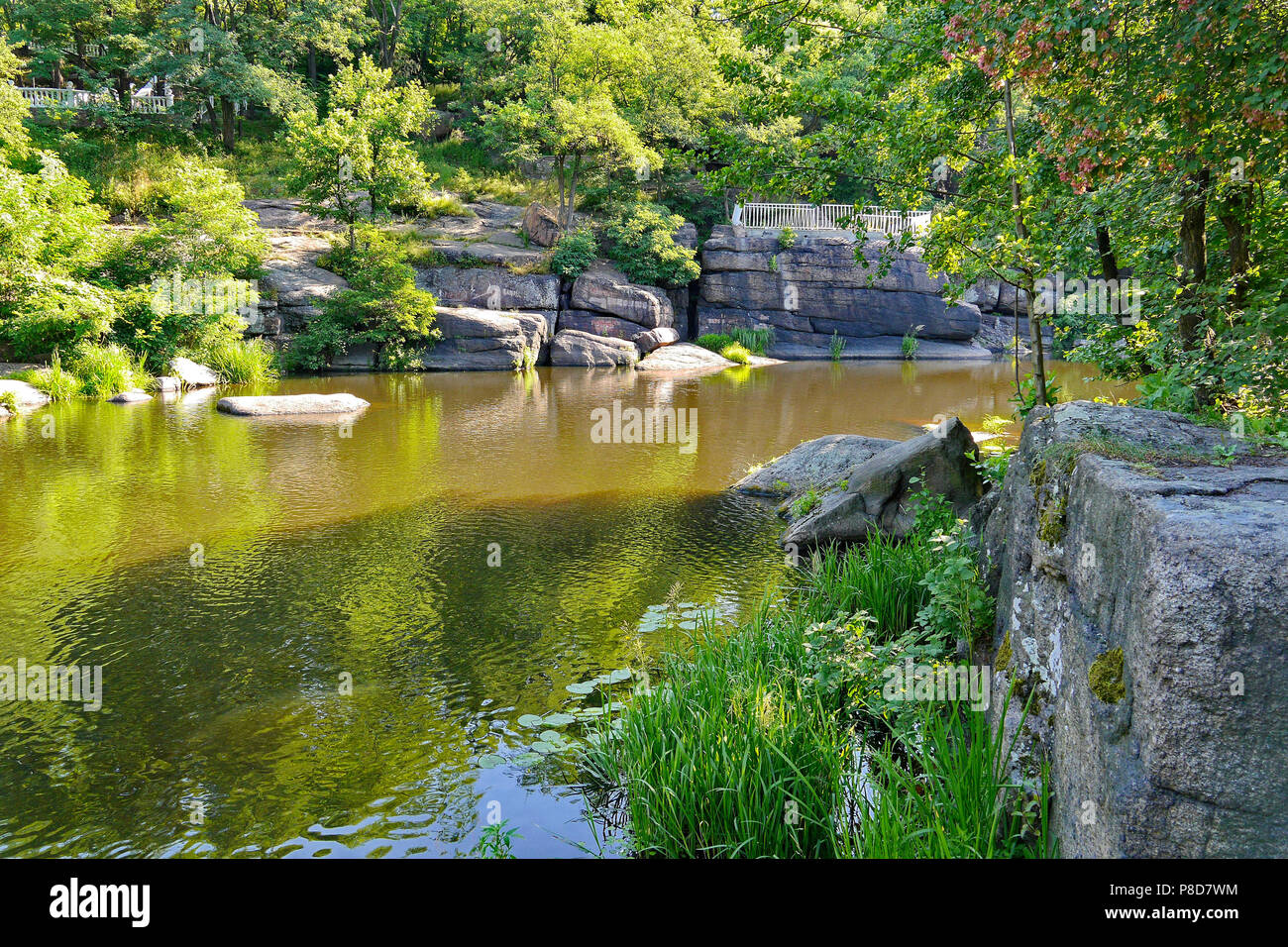 wide rocky river surrounded by beautiful tall trees . For your design Stock Photo