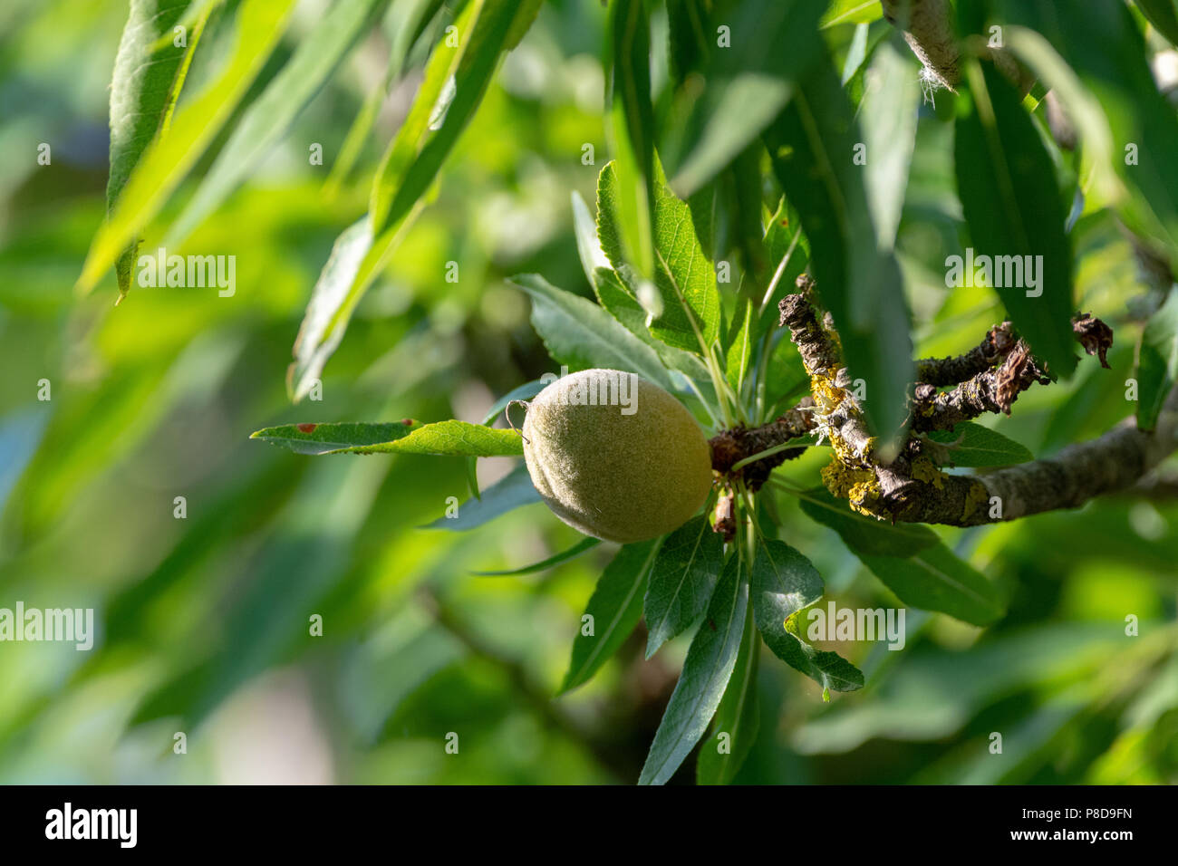 Green young almonds nuts growing on almond tree Stock Photo Alamy