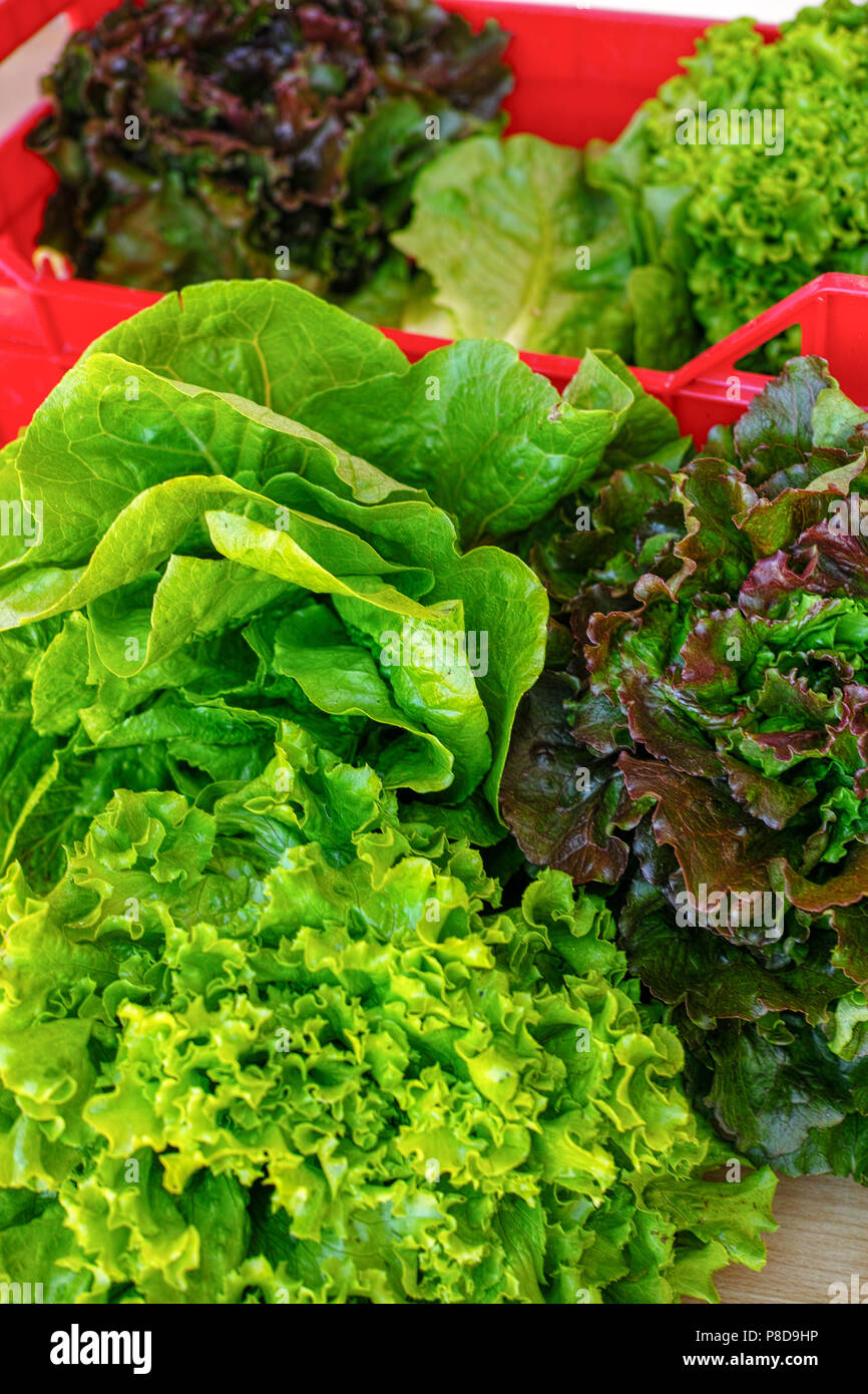 Fresh organic green lettuce leaf vegetable ready to eat in salade