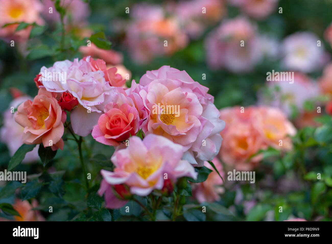 British garden with blossom of pink roses in summertime Stock Photo - Alamy