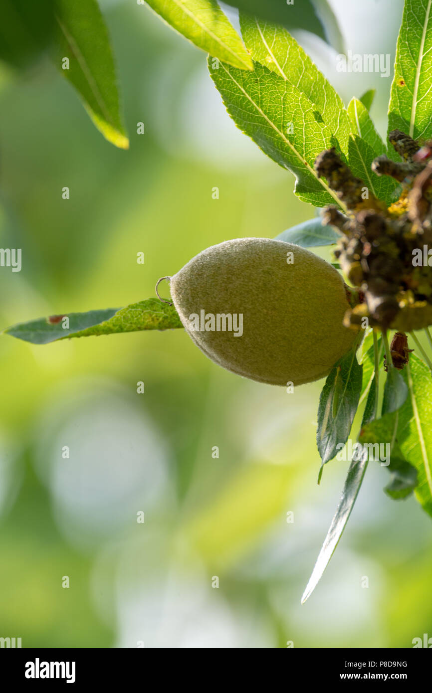 Green young almonds nuts growing on almond tree Stock Photo Alamy