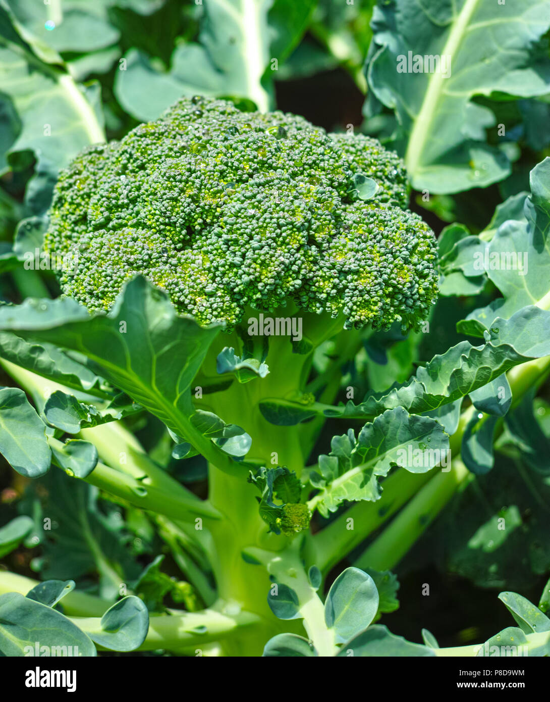 Ripe fresh head of green organic broccoli cabbage ready for harvest, close  up, bio farming, healthy vegetarian food Stock Photo - Alamy