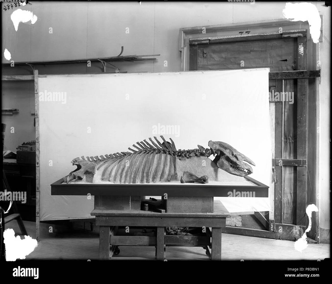 vintage animal skeleton Stock Photo