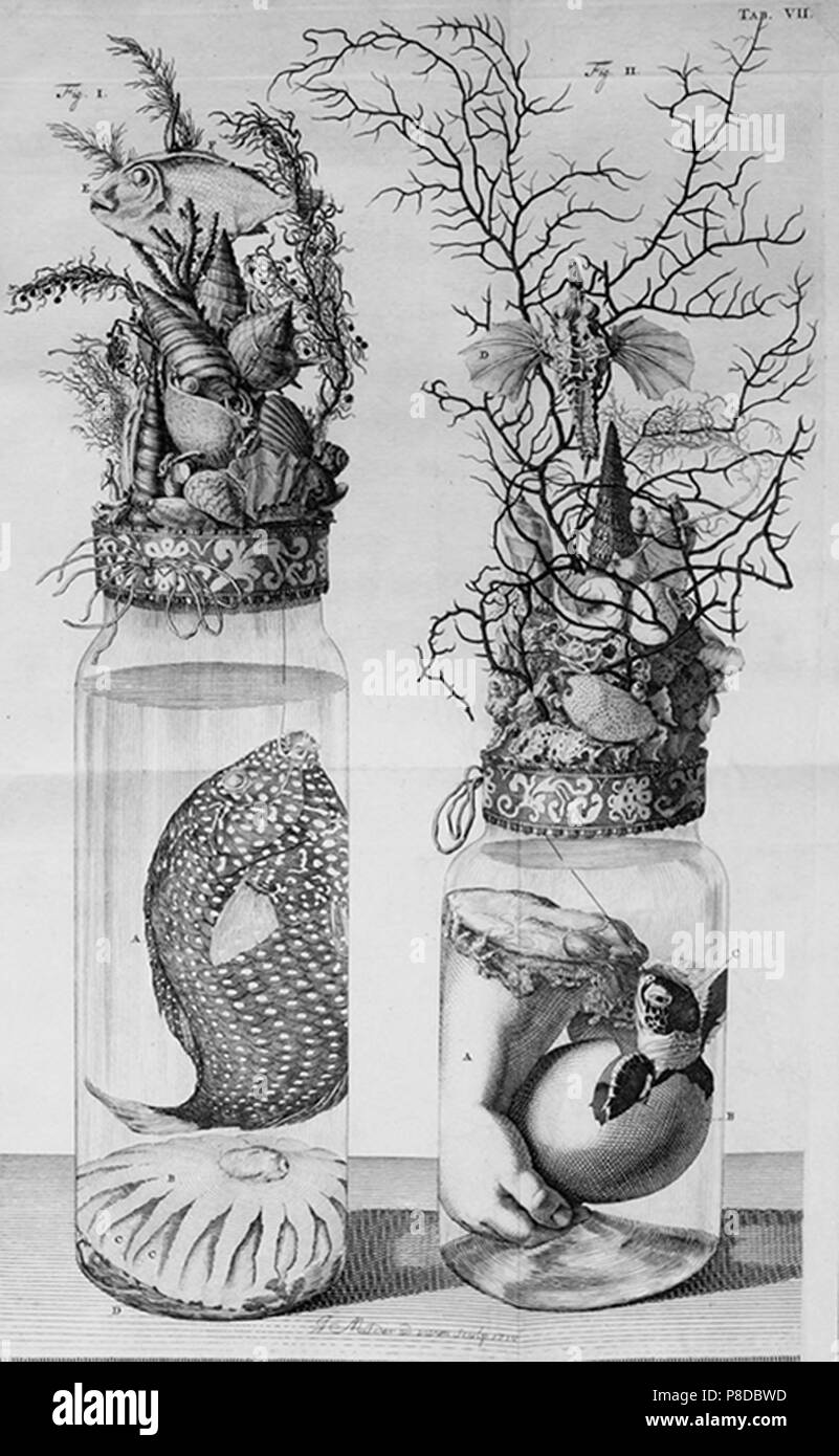 biology sealife vintage Stock Photo