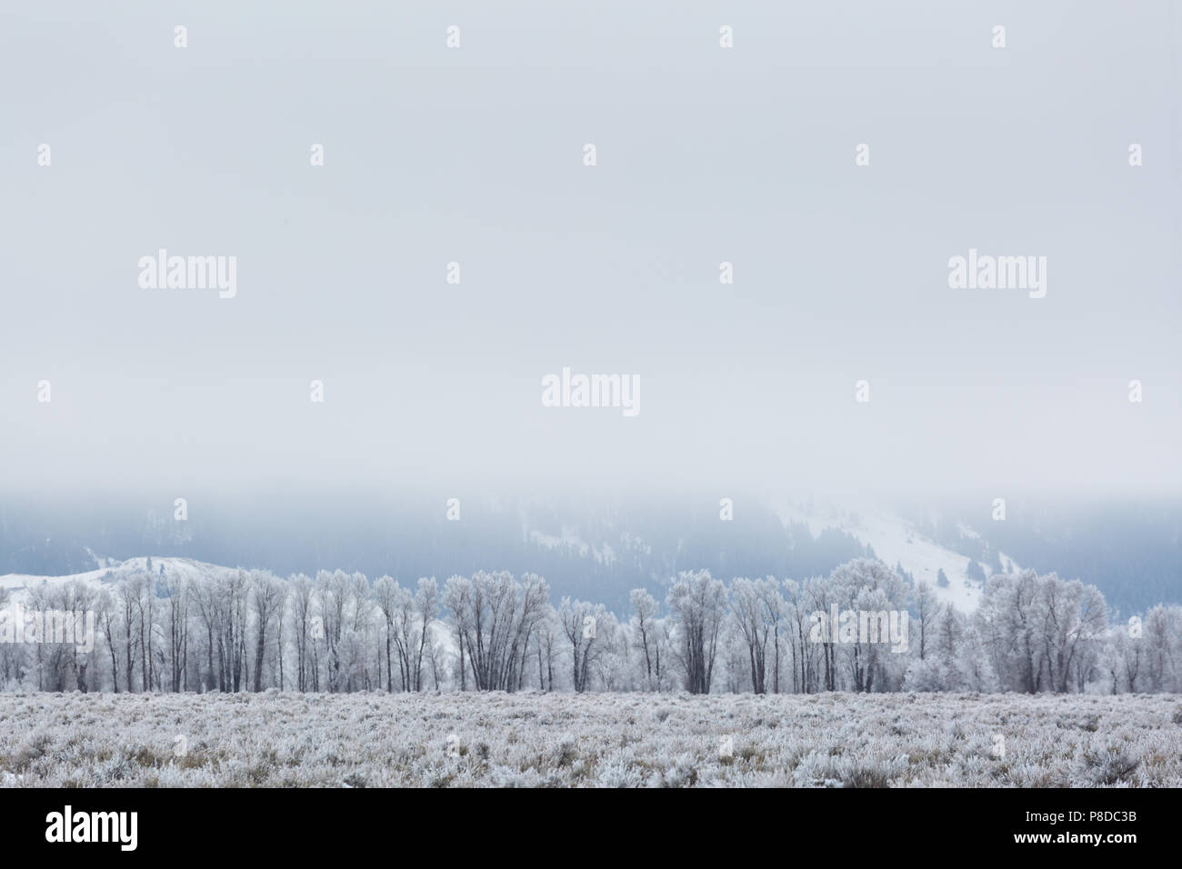 Cottonwood trees covered in hoar frost below a thick fog hovering above Antelope Flats in Jackson Hole. Grand Teton National Park, Wyoming Stock Photo