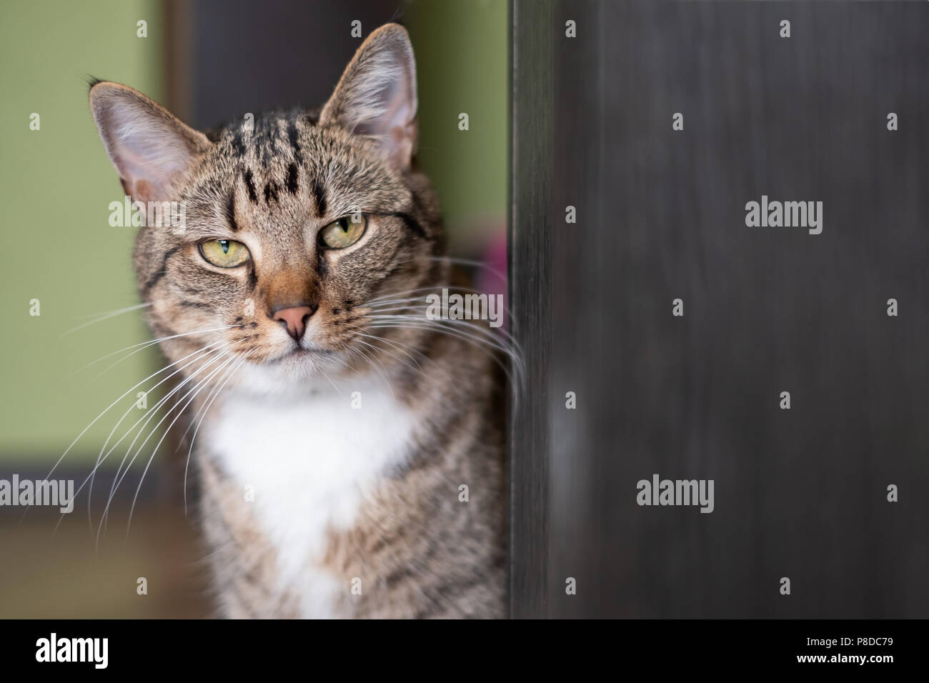 Tabby cat sitting near door. Stock Photo