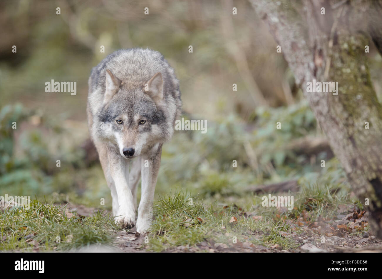 Wolf in the forest focused on prey Stock Photo