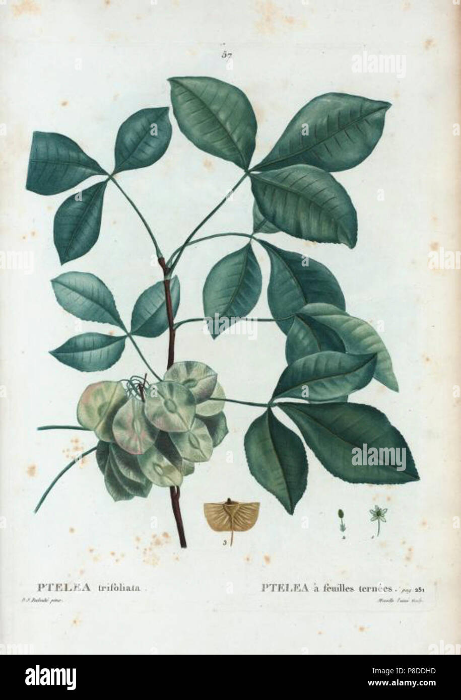 57 Ptelea trifoliata par Pierre-Joseph Redouté. Stock Photo