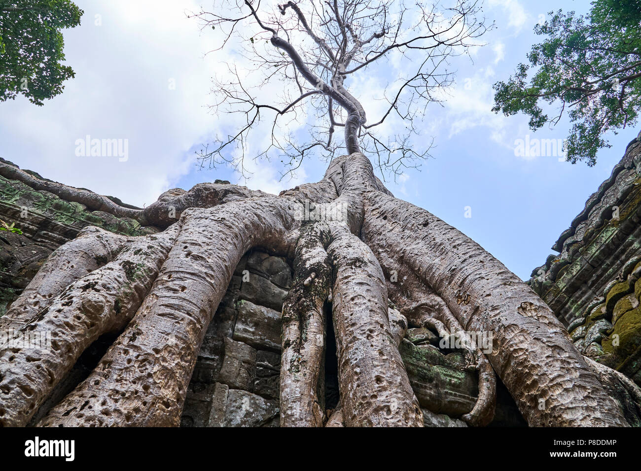 Tree growing on temple hi-res stock photography and images - Alamy