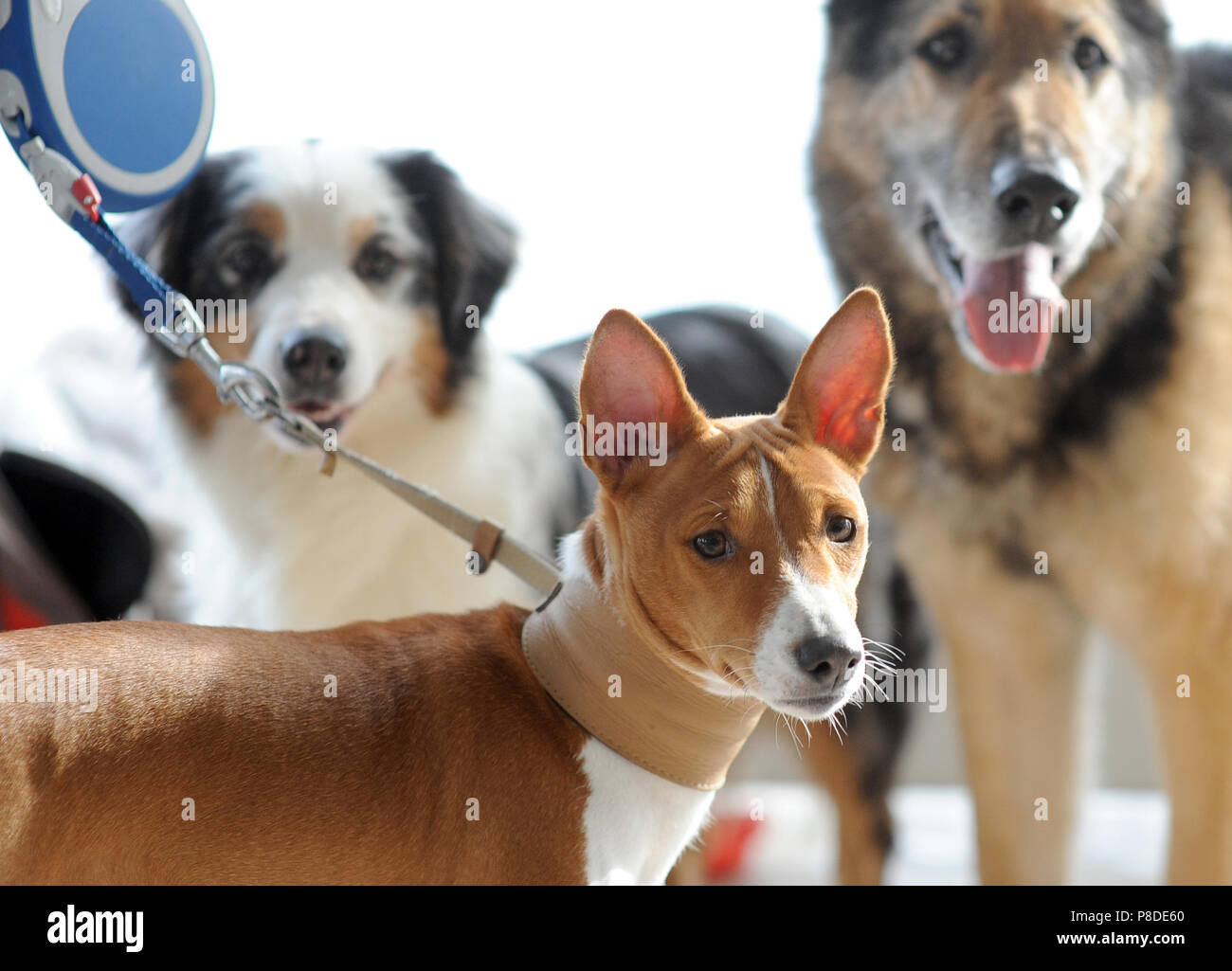 Basenji at dog show, Moscow. Stock Photo