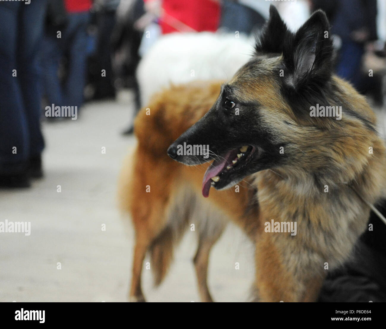 Belgian Shepherd at dog show, Moscow. Stock Photo