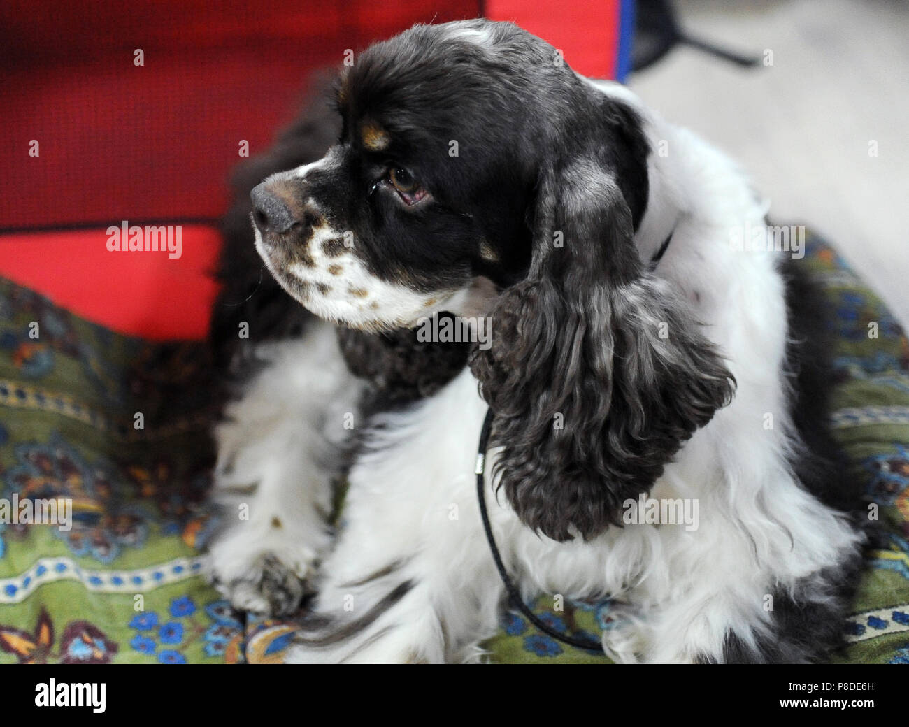 The American Cocker Spaniel  at dog show, Moscow. Stock Photo