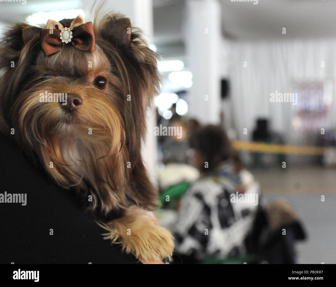 Yorkshire terrier at dog show, Moscow. Stock Photo
