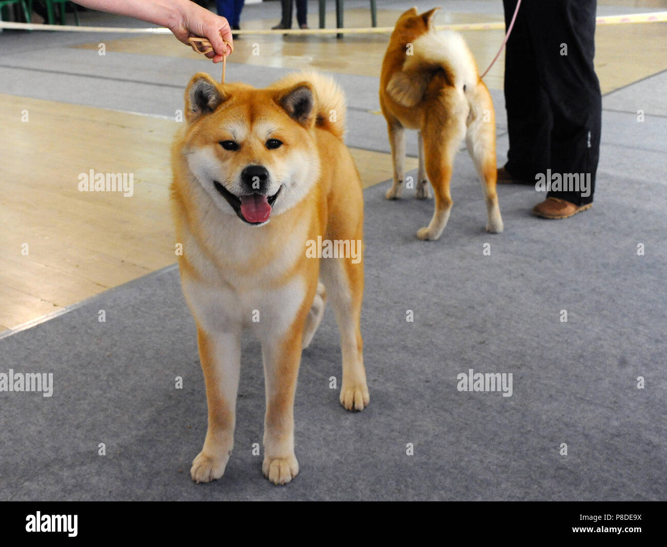 Akita at dog show, Moscow. Stock Photo