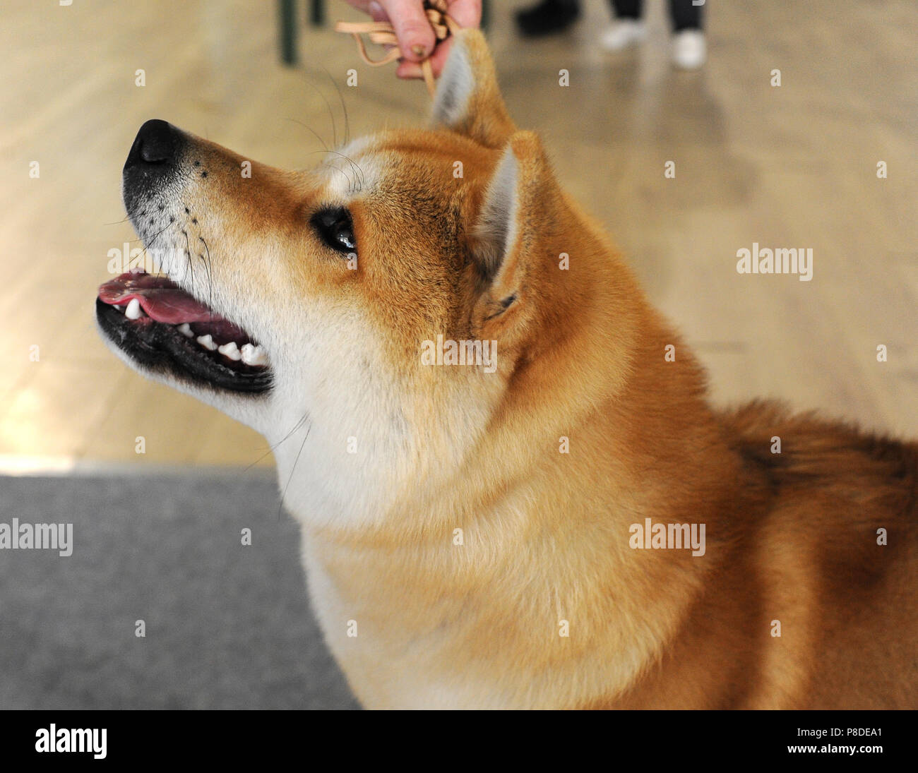 Akita at dog show, Moscow. Stock Photo