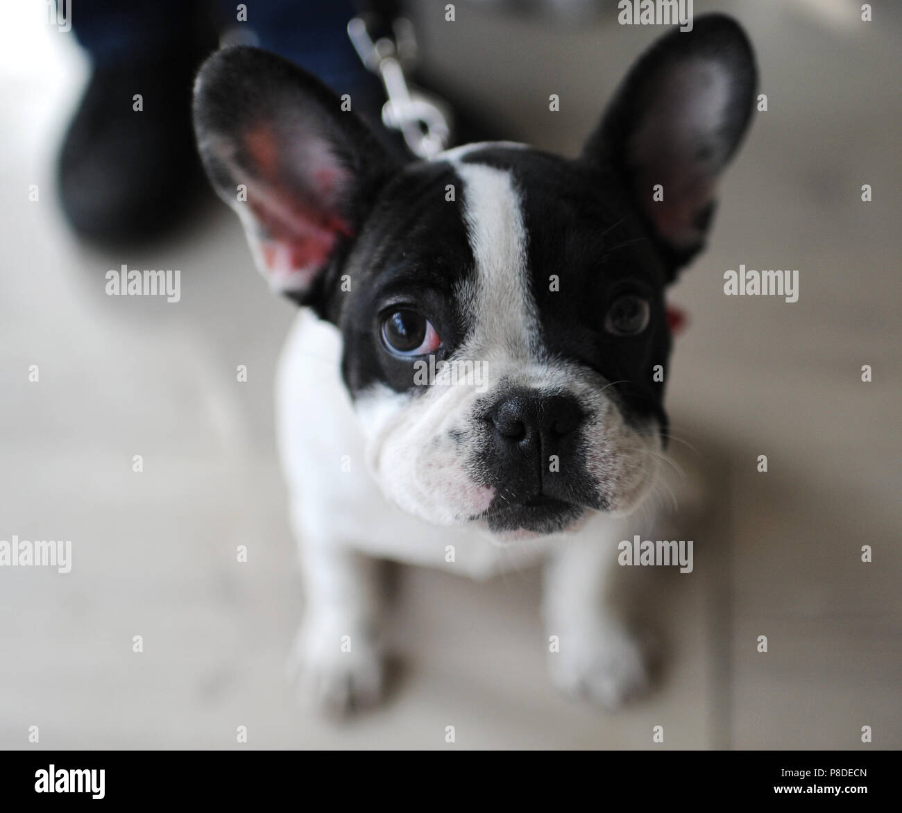 French Bulldog at dog show, Moscow. Stock Photo