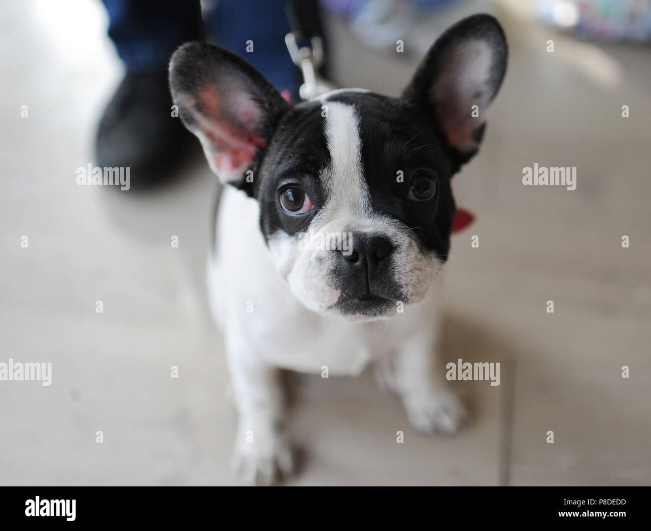 French Bulldog at dog show, Moscow. Stock Photo