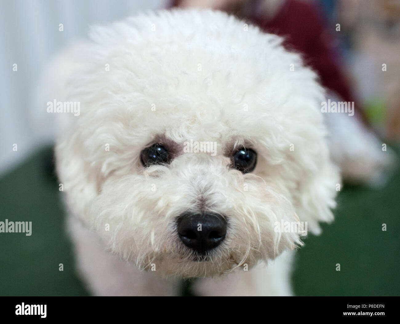 Bichon Frise at dog show, Moscow. Stock Photo