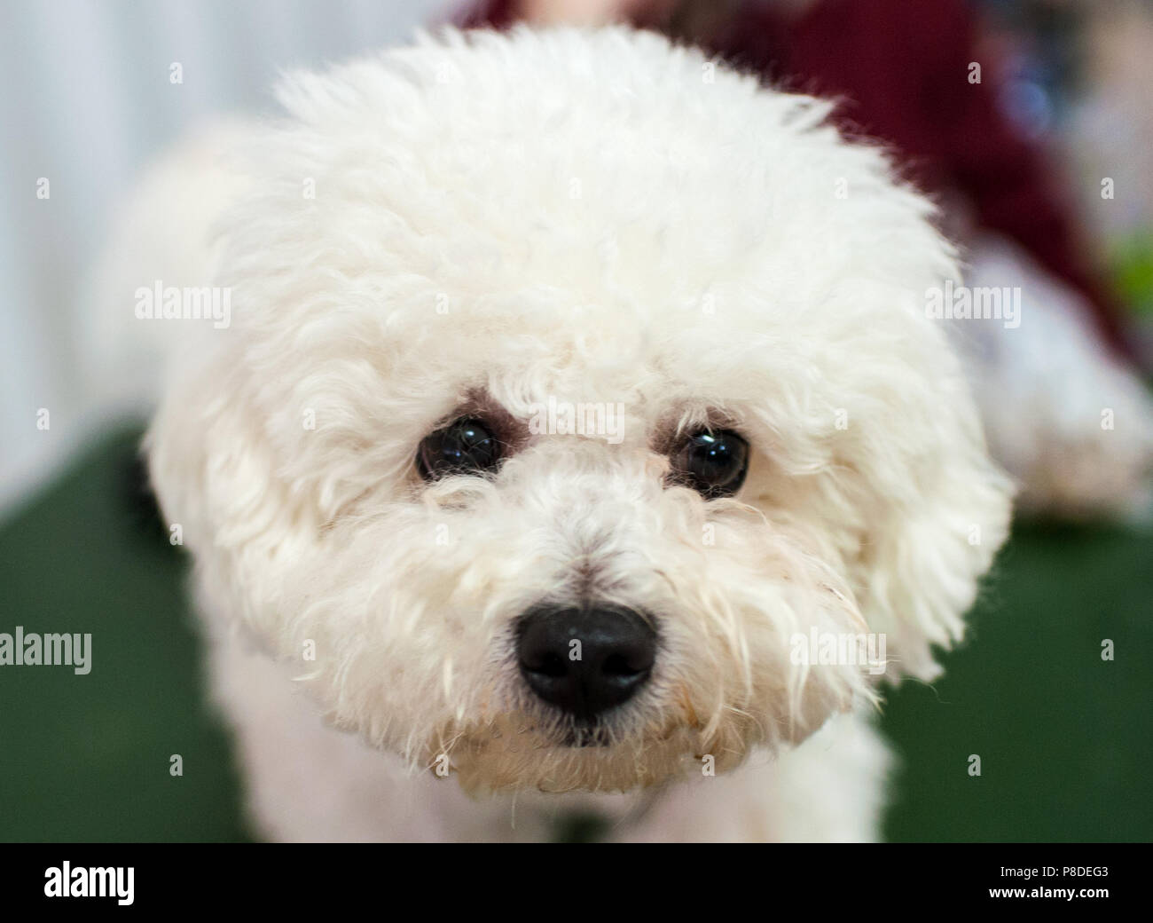 Bichon Frise at dog show, Moscow. Stock Photo