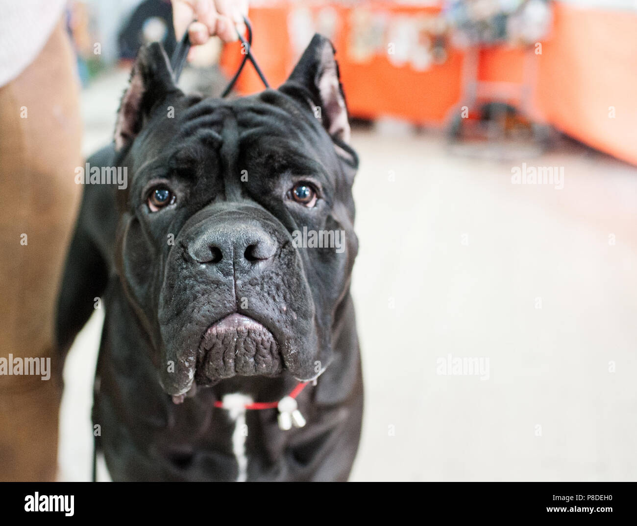 The Cane Corso at dog show, Moscow. Stock Photo