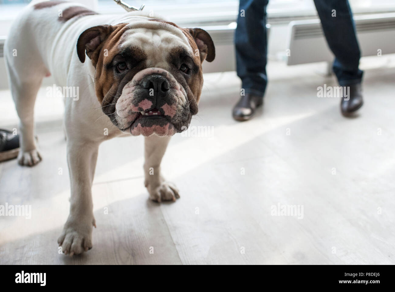 English Bulldog at dog show, Moscow. Stock Photo
