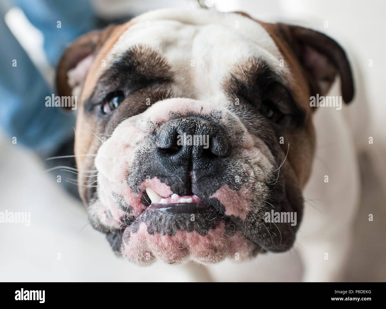 English Bulldog at dog show, Moscow. Stock Photo