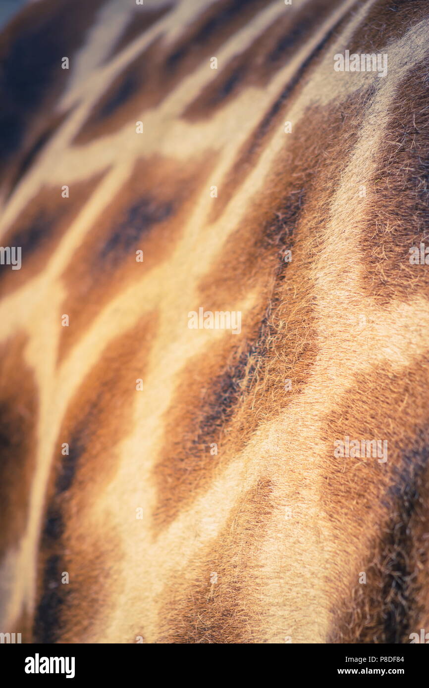 Close up background  image of the patterning on a Giraffe Stock Photo