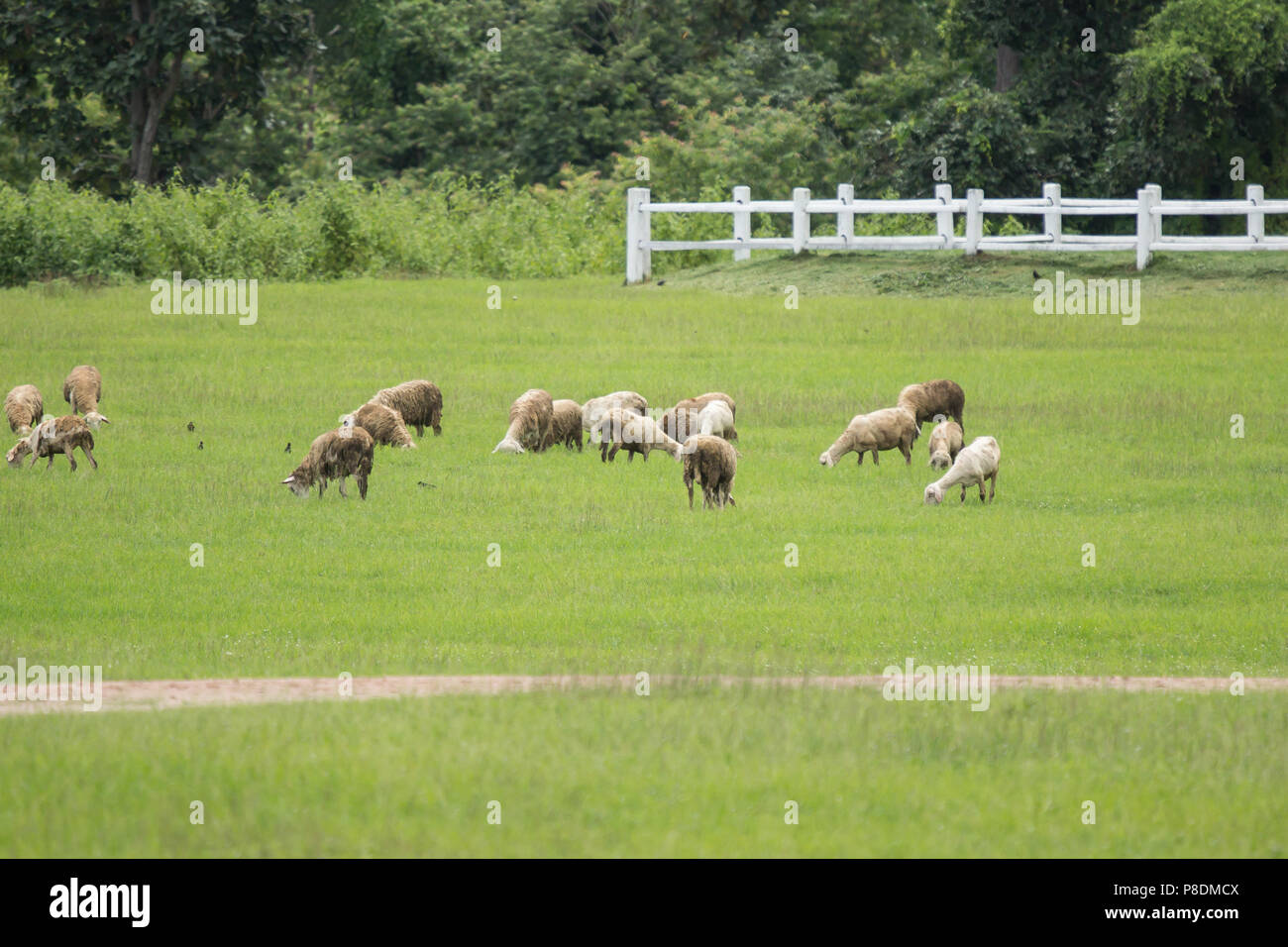 sheep in farm with green field and white fence Stock Photo Alamy