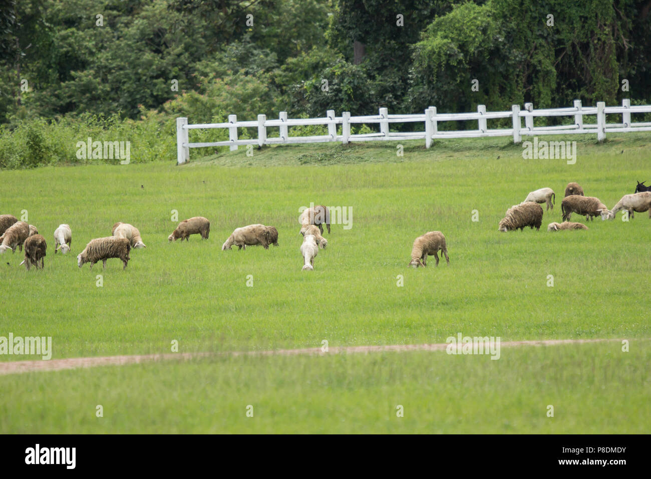 sheep in farm with green field and white fence Stock Photo Alamy