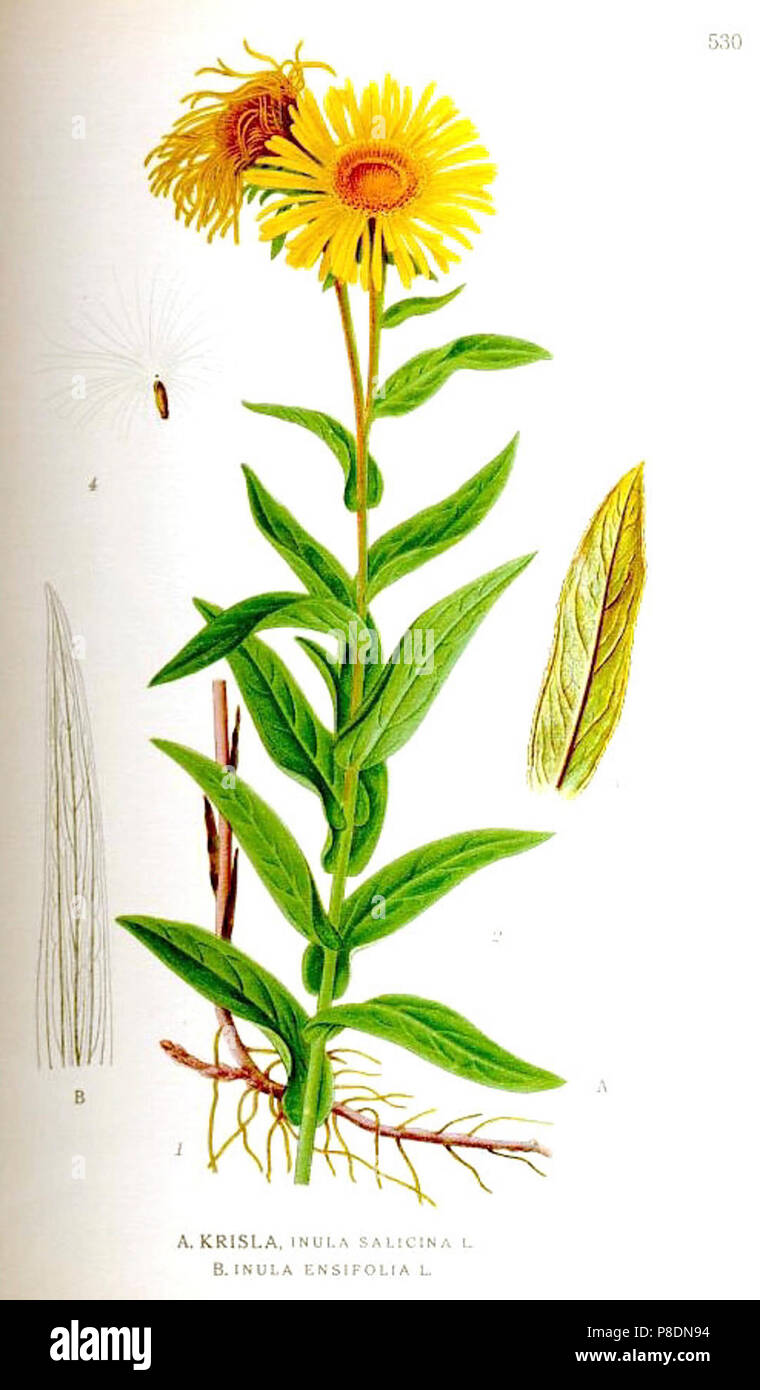 530 Inula salicina, I. ensifolia. Stock Photo