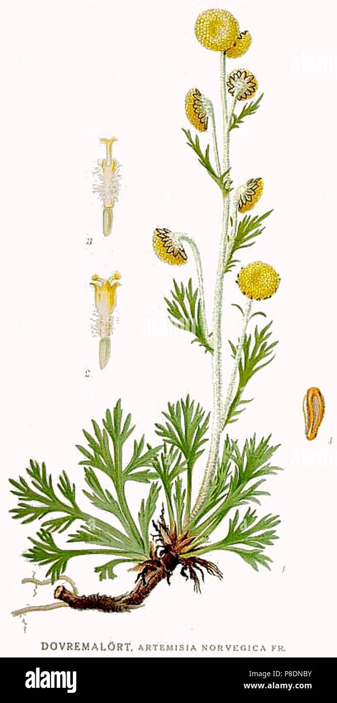 536 Artemisia norvegica. Stock Photo