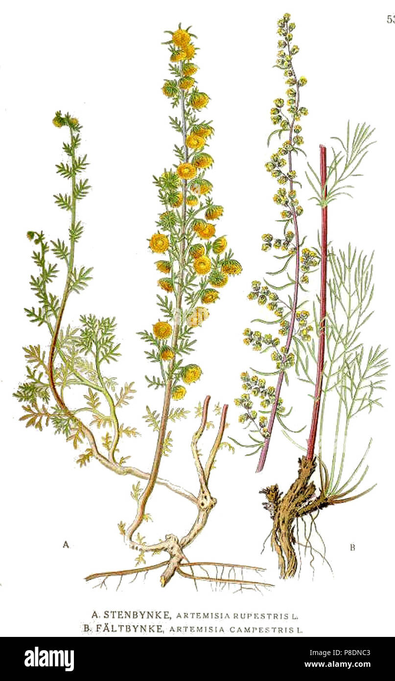 537 Artemisia campestris. Stock Photo