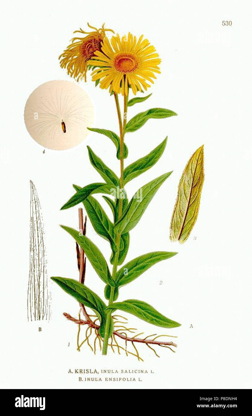 550 Inula salicina, Inula ensifolia. Stock Photo