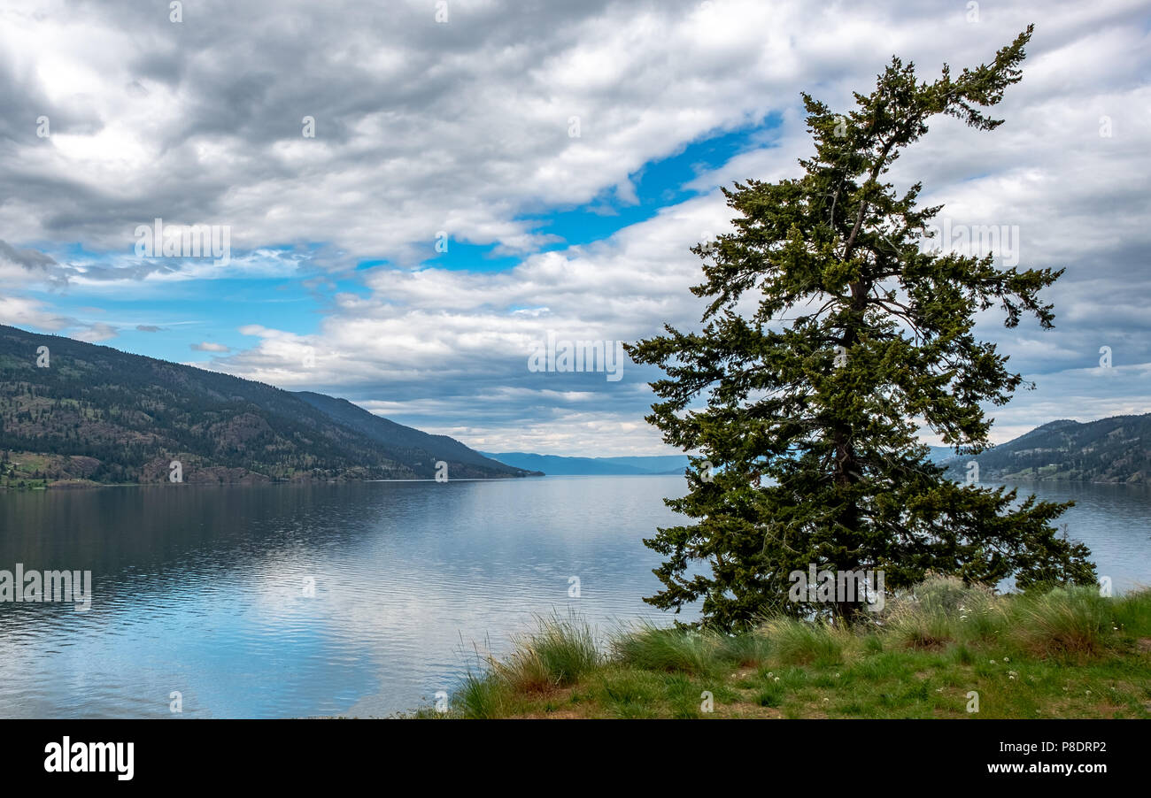 Crooked pine tree hires stock photography and images Alamy