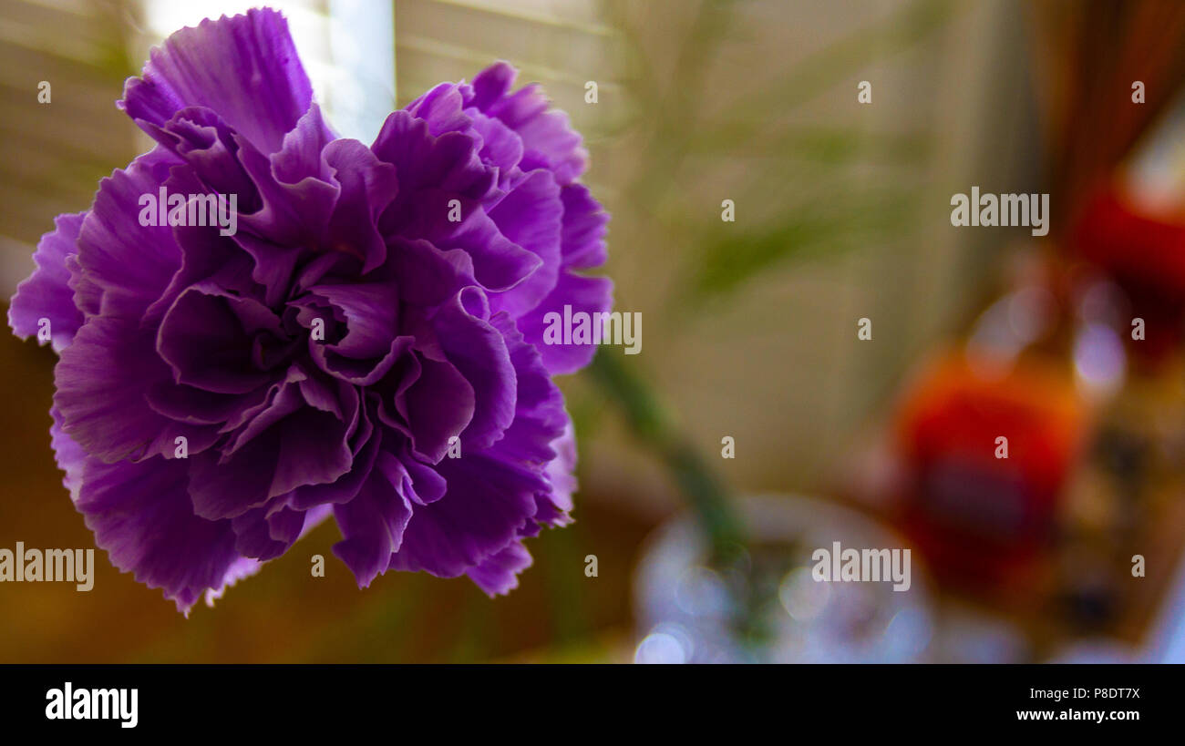 Picture of Purple Flower Taken Up Close Stock Photo - Alamy